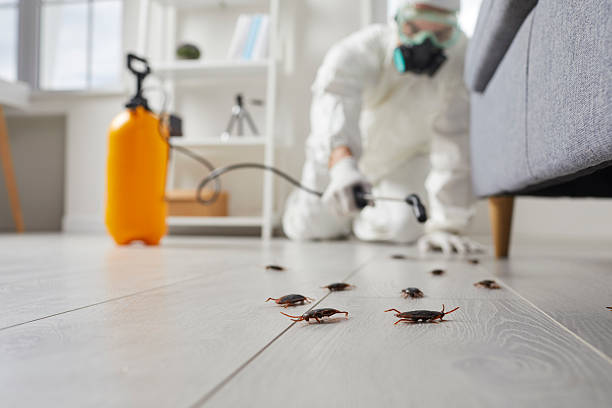 Affordable Cockroach Control solutions in Webster, FL